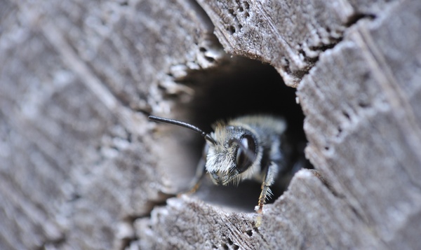 Kunnen bijen in je huis overwinteren?
