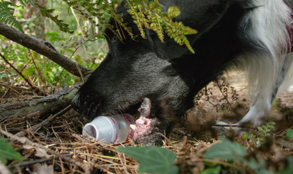 Zwerfvuil rapen met Mauro de 'plogdog'