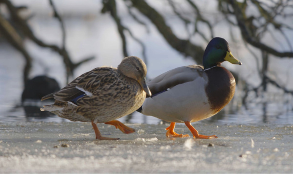 Al schaatsend richting geluk