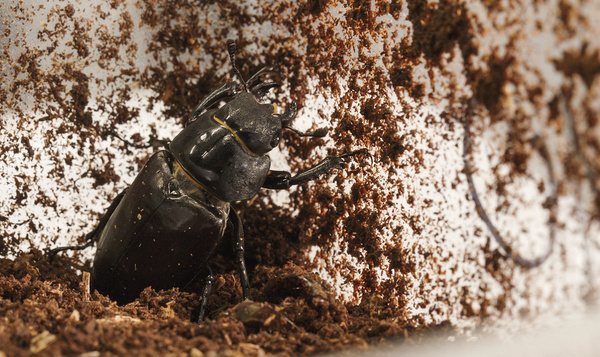Alle hens aan dek voor het vliegend hert