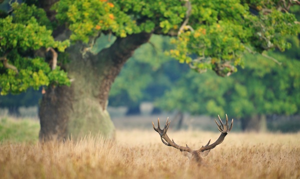 Driekoningen in de natuur: de mooiste kroontjes op een rij