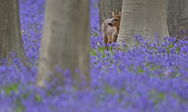 Hoe snel groeit het gewei van een reebok?