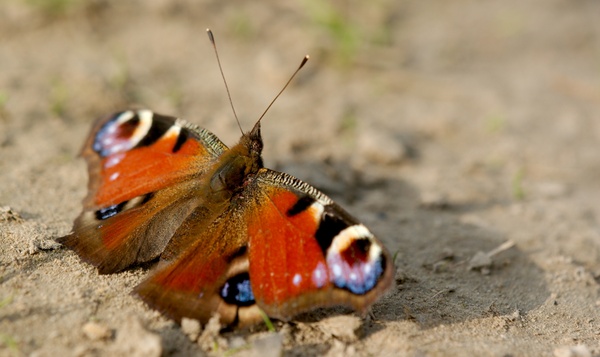 Hoe nuttig zijn vlinders voor onze natuur?