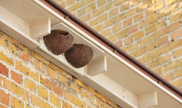 Voorzie een veilig nestje voor de huiszwaluw