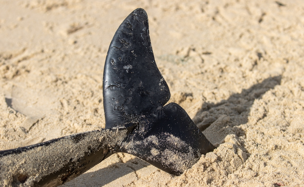Zie je een aangespoelde bruinvis liggen op het strand?