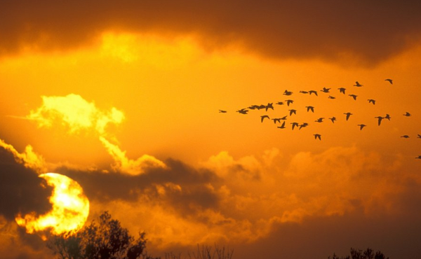 6. Duiven en trekvogels kijken naar de zon als kompas