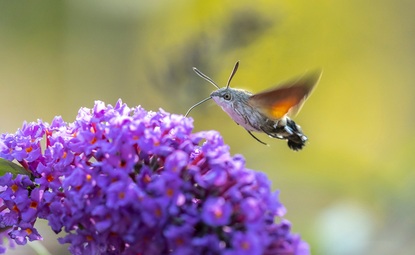 De kolibrievlinder: een speciaal geval