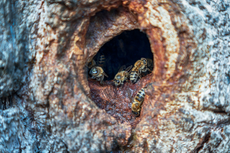 hout-bijen.jpg
