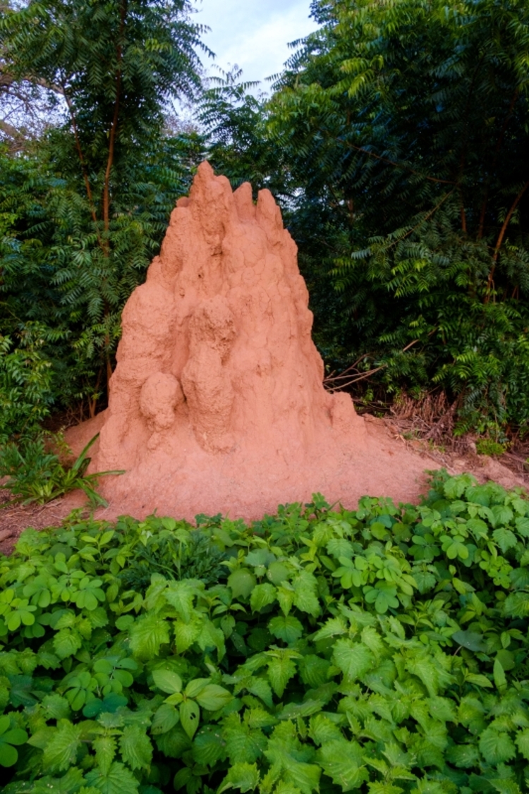 Een termietenheuvel