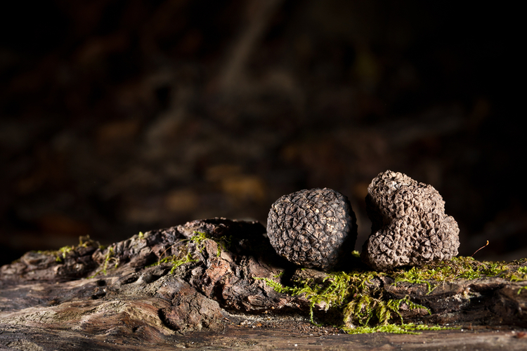 zwarte-truffel.jpg