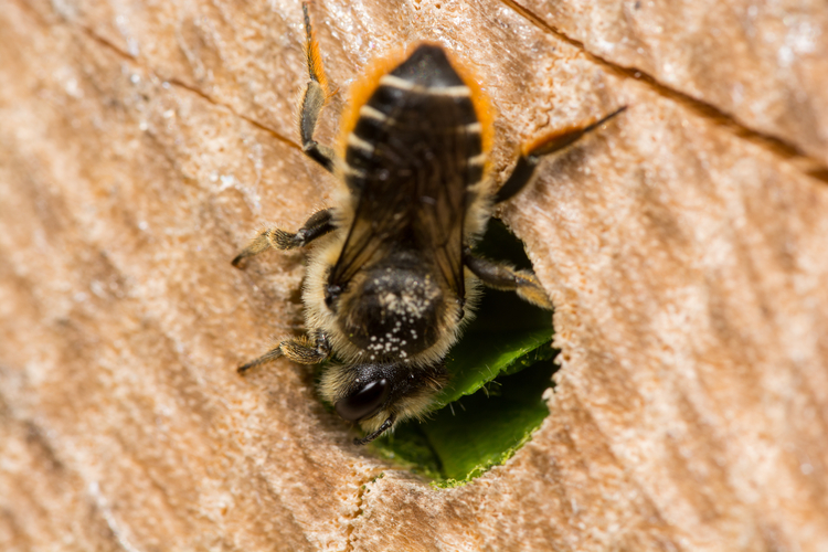 Tuinbladsnijder (Megachile centunculari)