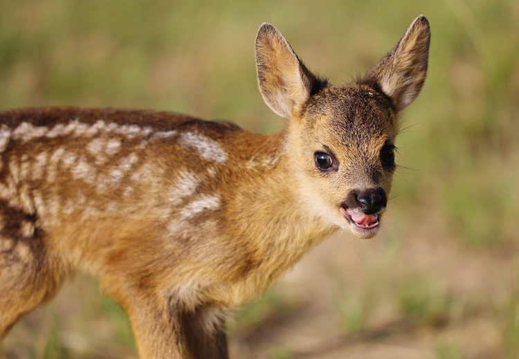 Denk toch maar twee keer na voor je een reekalfje een 'Bambi' noemt
