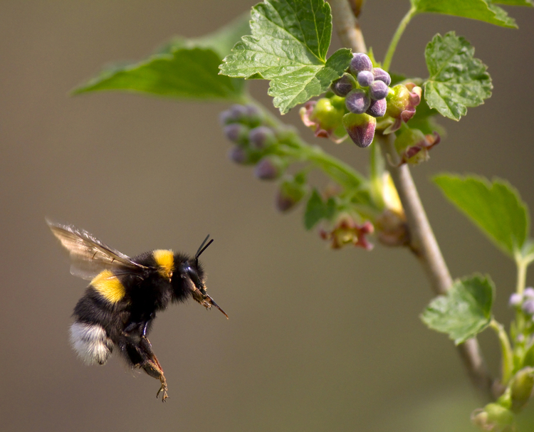 vliegende-hommel.jpg