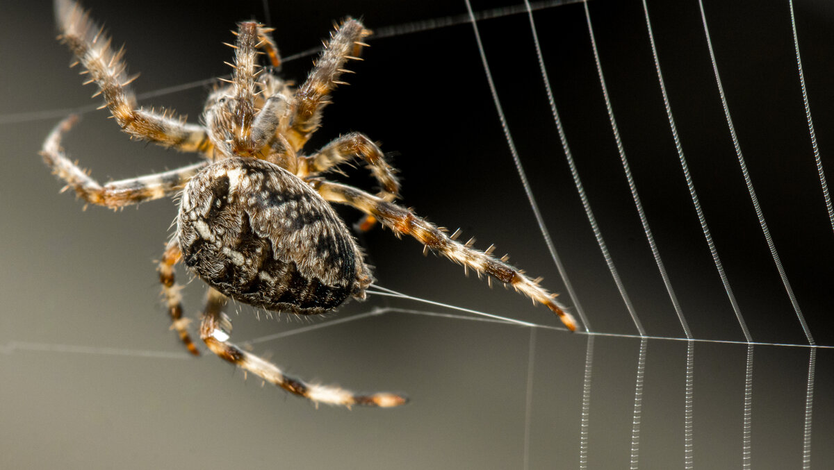 Waarom kleeft een spin niet aan haar eigen web? Onze Natuur Waarom kleeft een spin niet aan haar eigen web? Onze Natuur