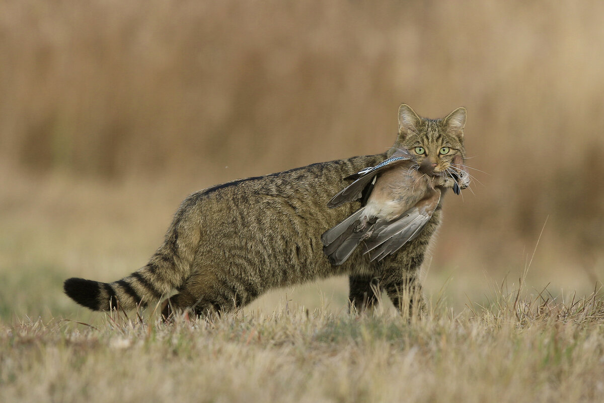 Onderzoek Gronden wetenschappelijk 10 dingen die je moet weten over de wilde kat - Onze Natuur