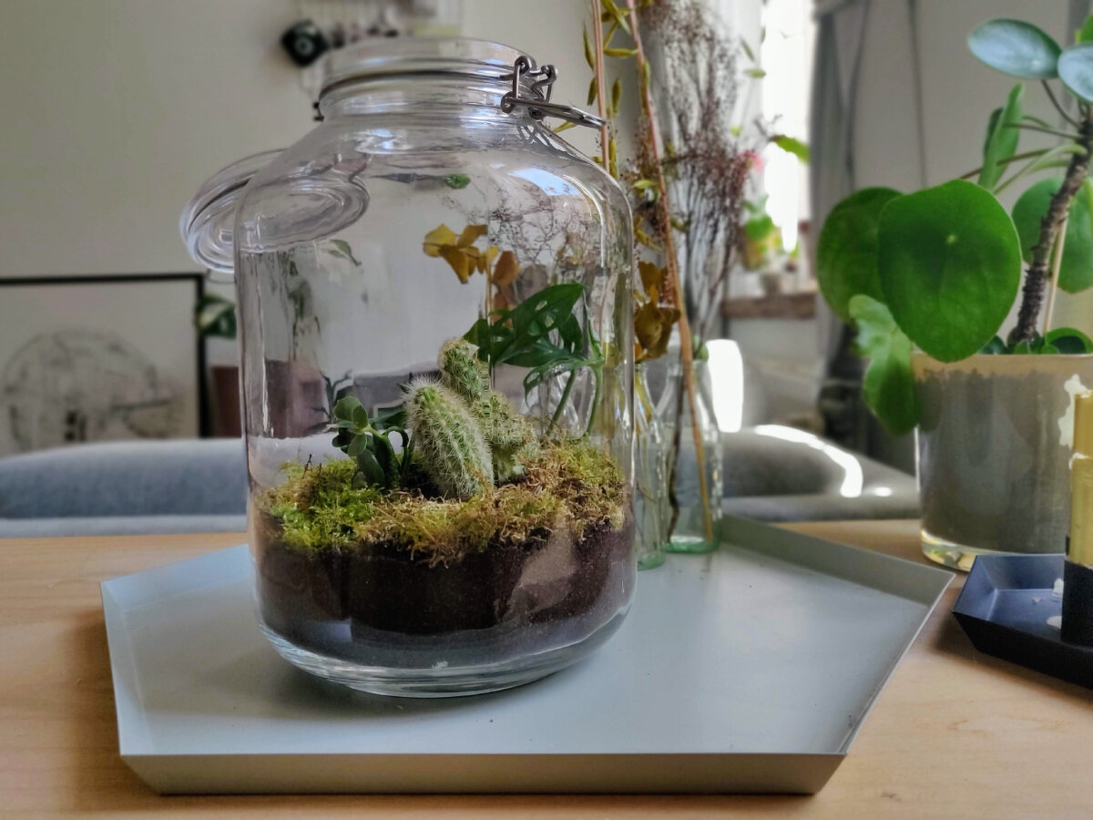 Bouw je eigen planten terrarium stap voor stap