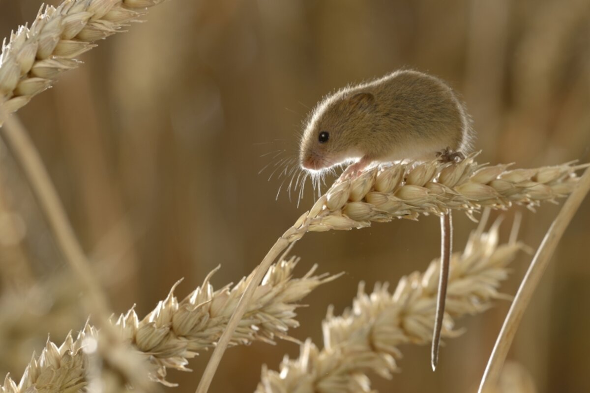 Zeg Nooit Zomaar Muis Tegen Een Muis Onze Natuur
