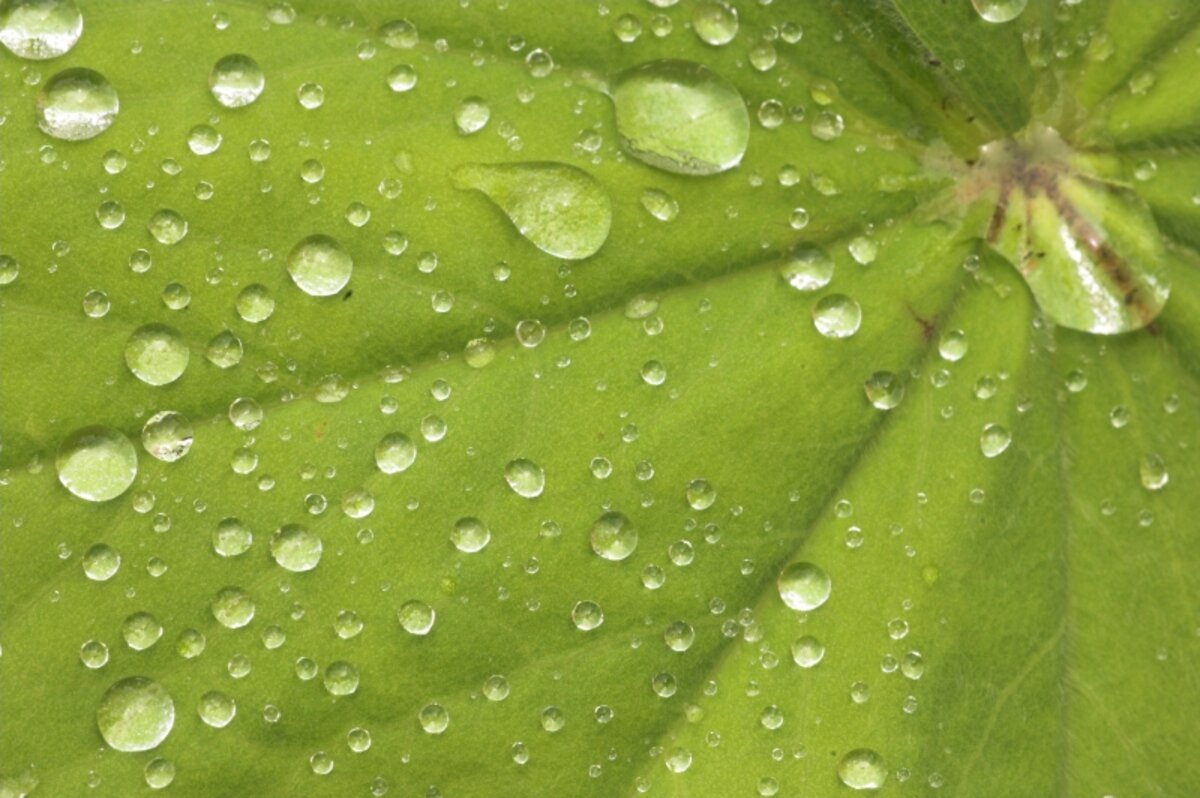Waarom een goede regenjas je natuurbeleving een niveautje hoger tilt ...