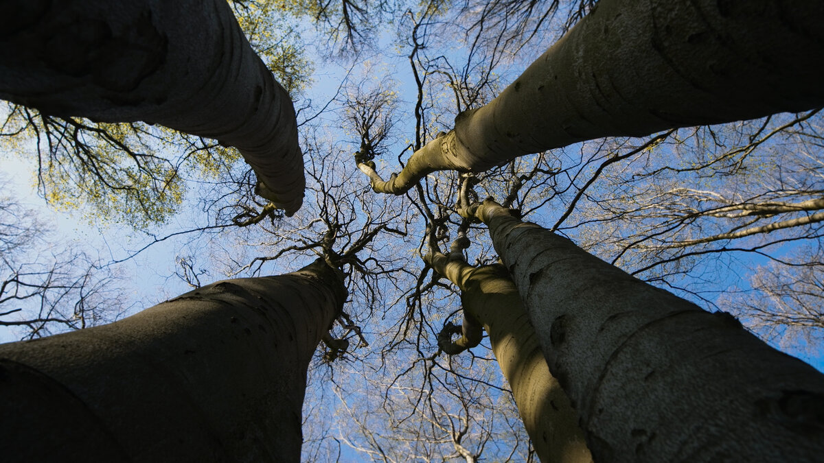 5 fascinerende weetjes over hout in onze natuur Onze Natuur