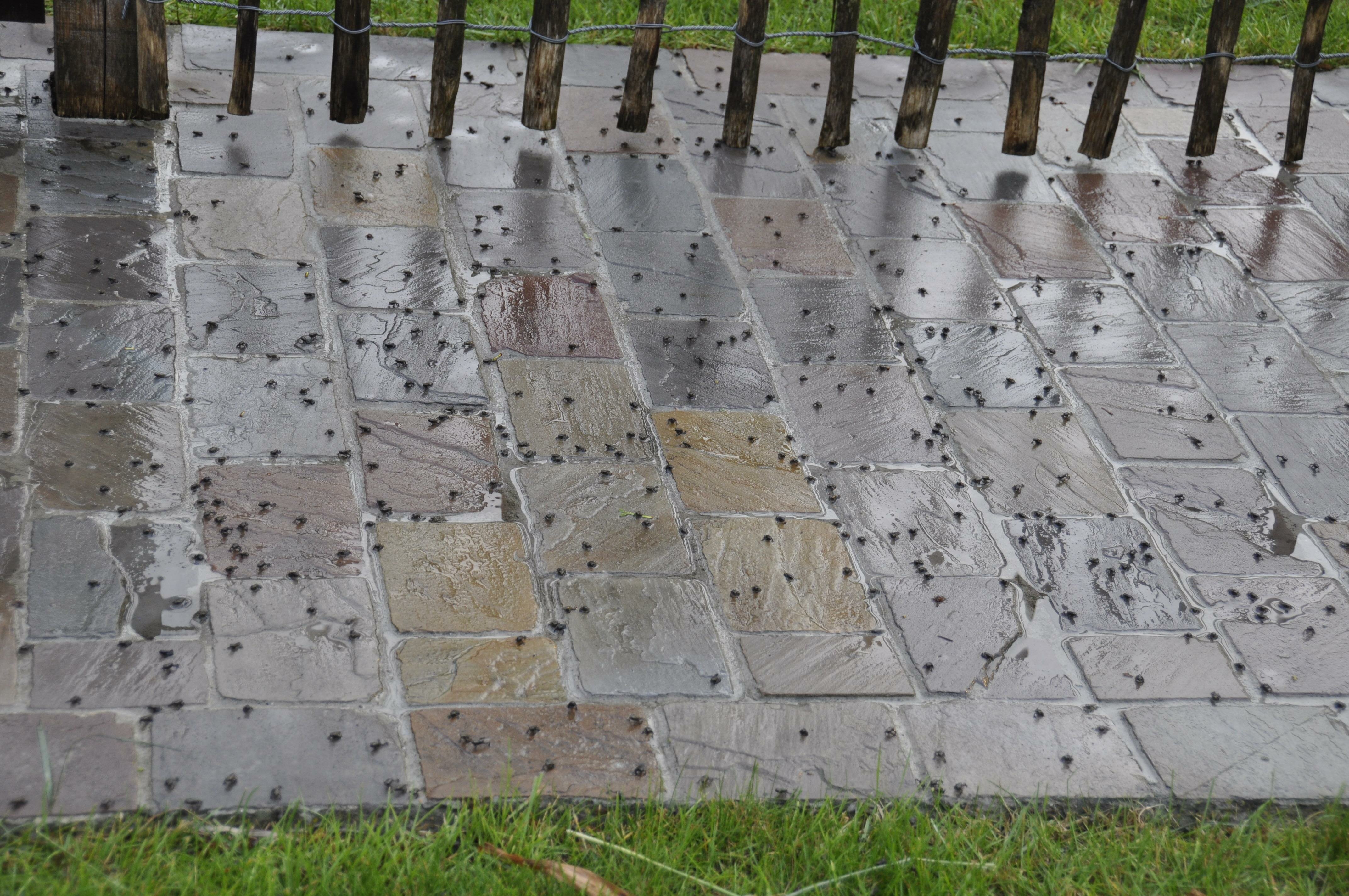 paddenregen.jpg