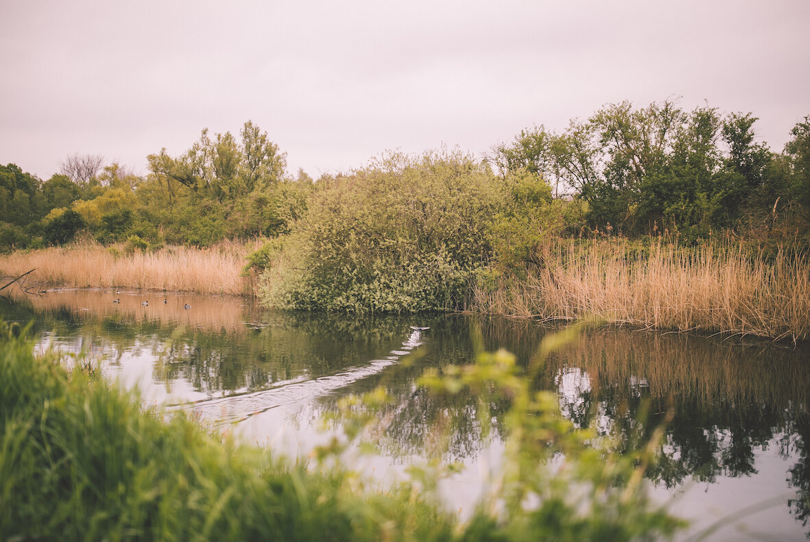 watervogels.JPG