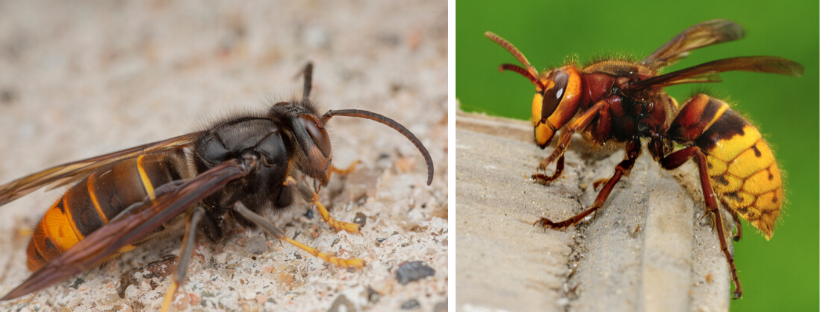 Links: Aziatische hoornaar; Rechts: Europese hoornaar