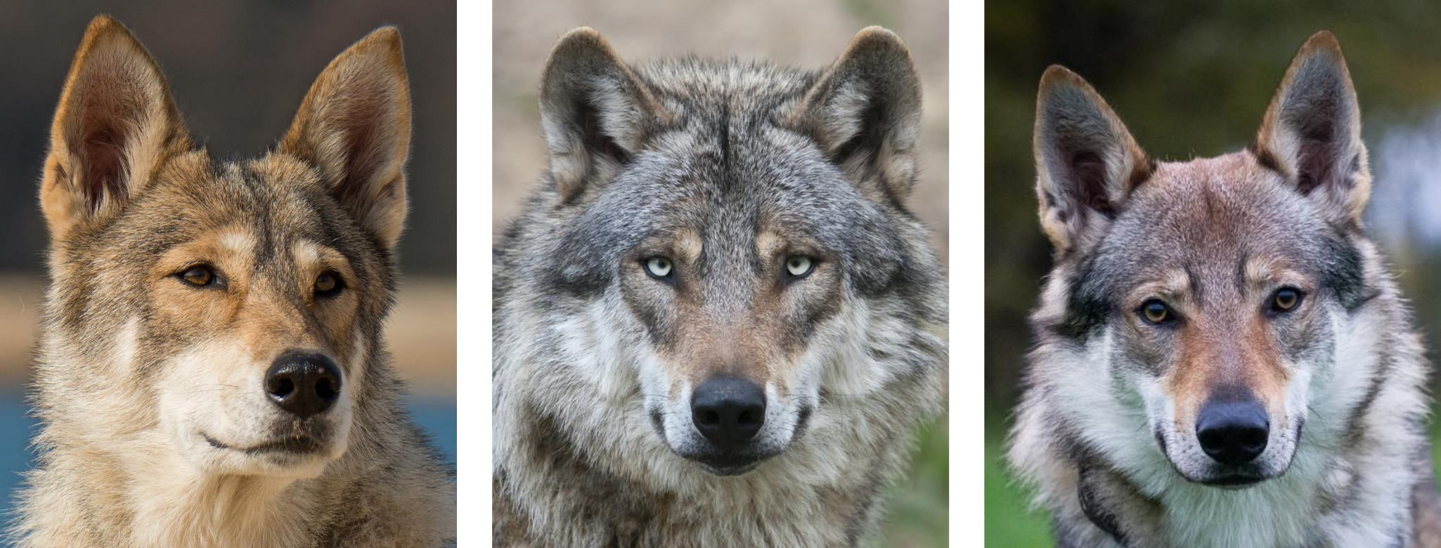 Let op de oren van de wolf (in het midden) t.o.v. enkele hondse look-a-likes (links en rechts)