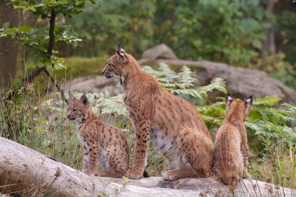 Lynx met twee jongen