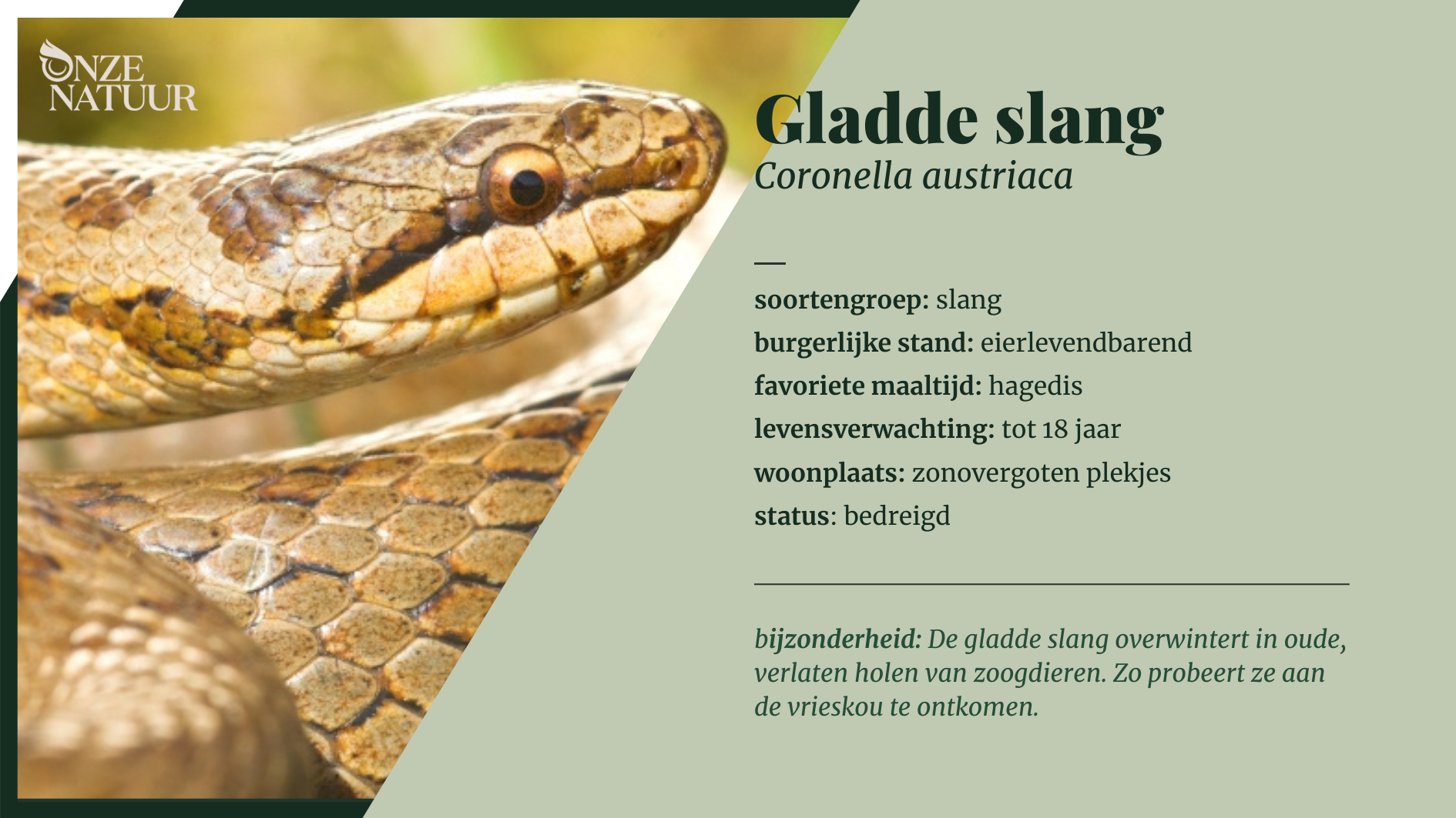 fiche-gladde-slang-nl.png