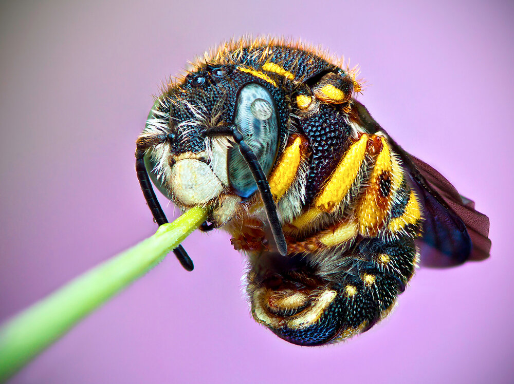 Slapende honingbij laat haar antennes hangen