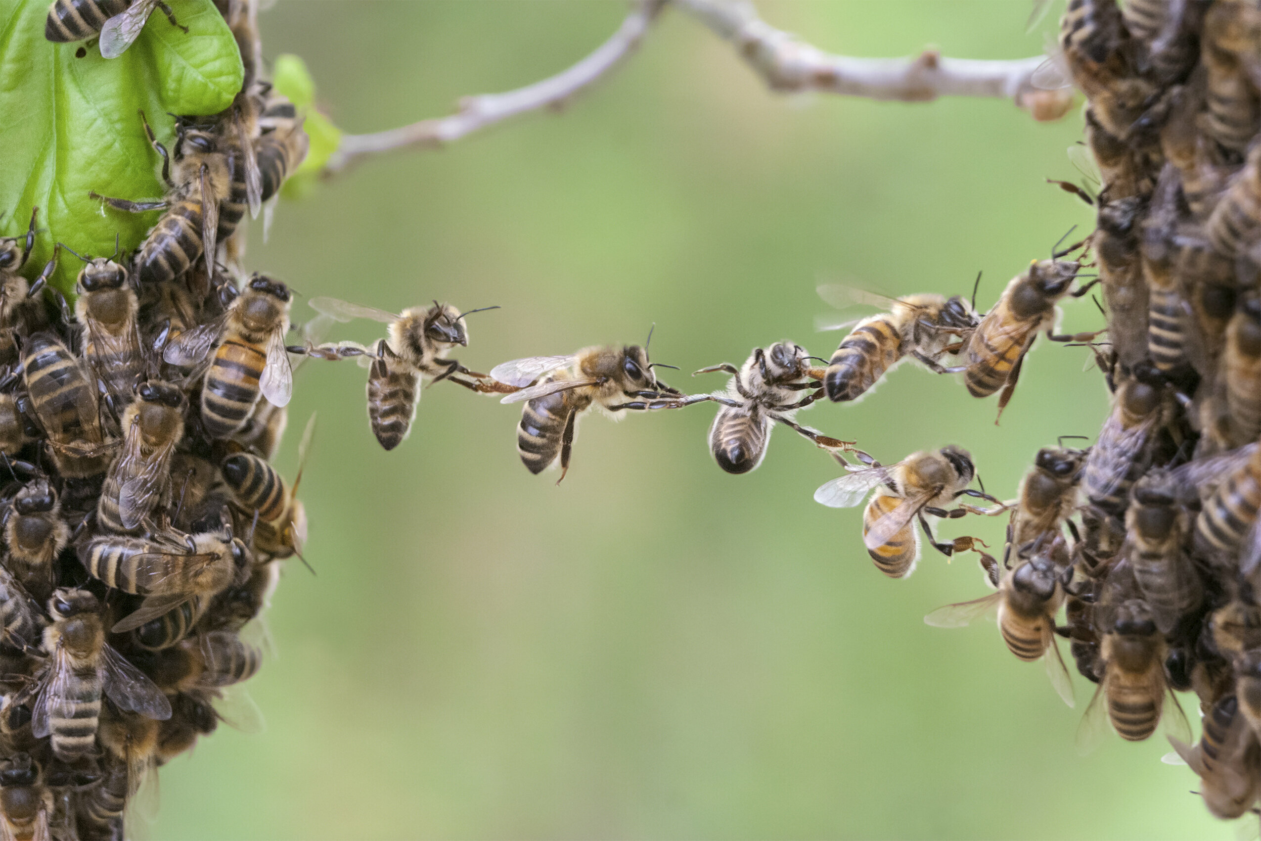 bijen-kolonie-democratie-onze-natuur.jpg