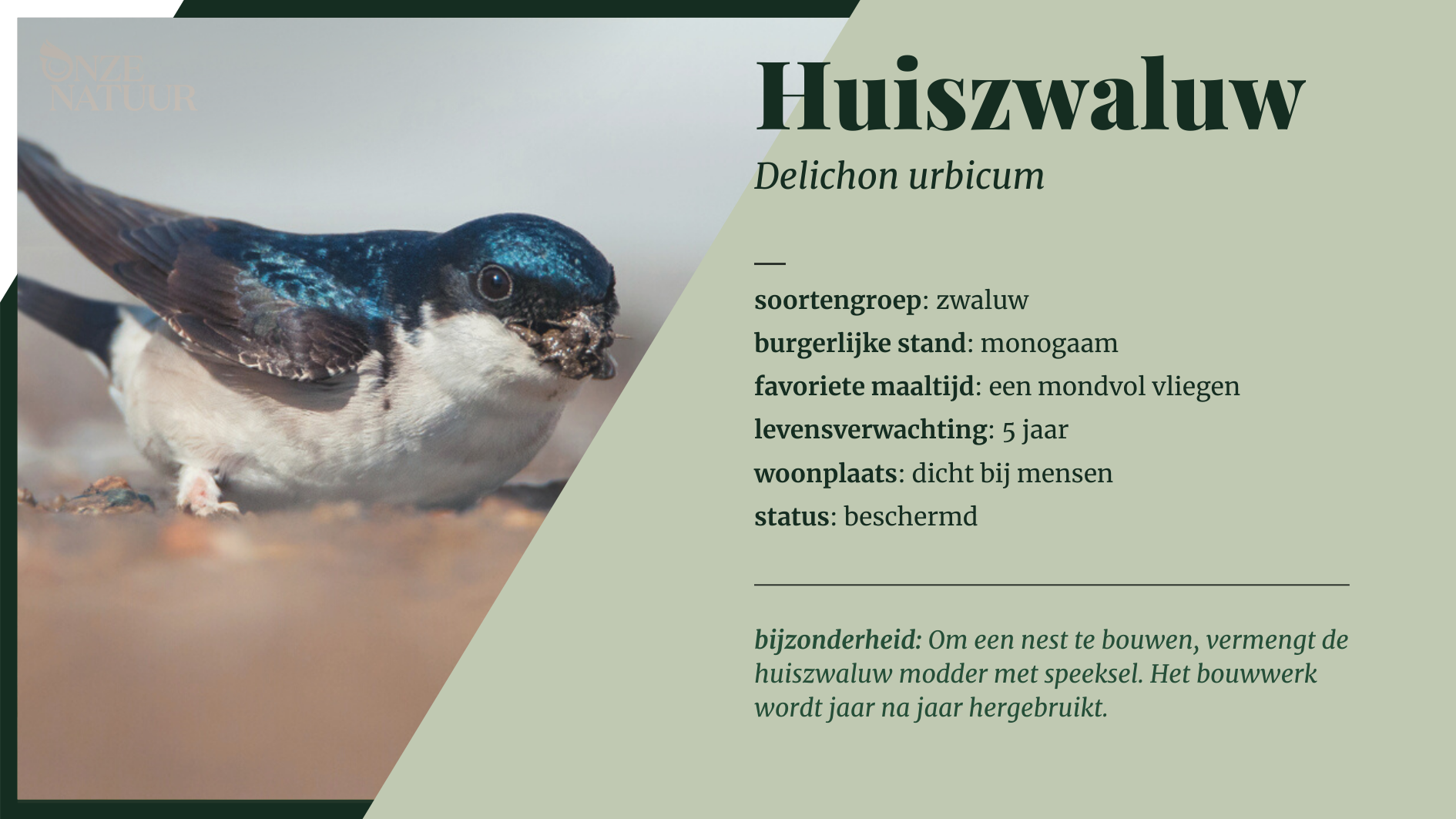 huiszwaluw-nl.png