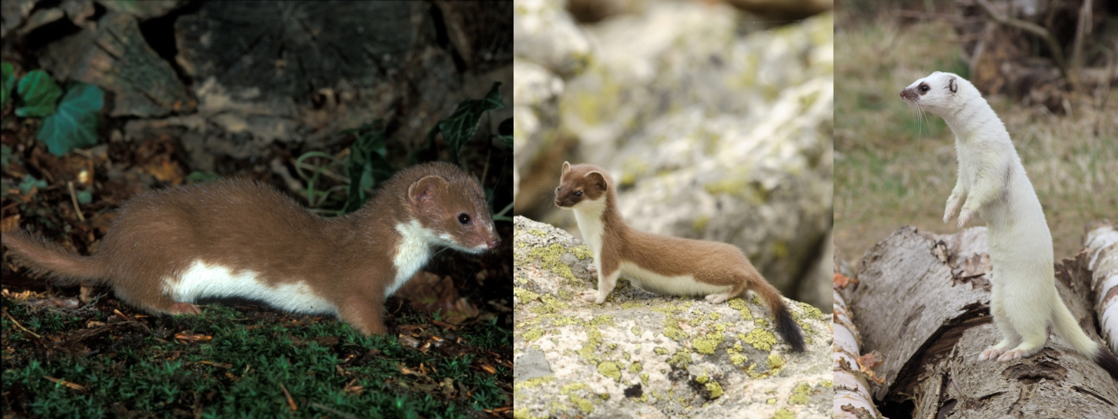 Links: de wezel, midden: de hermelijn in zomervacht, rechts: de hermelijn in wintervacht