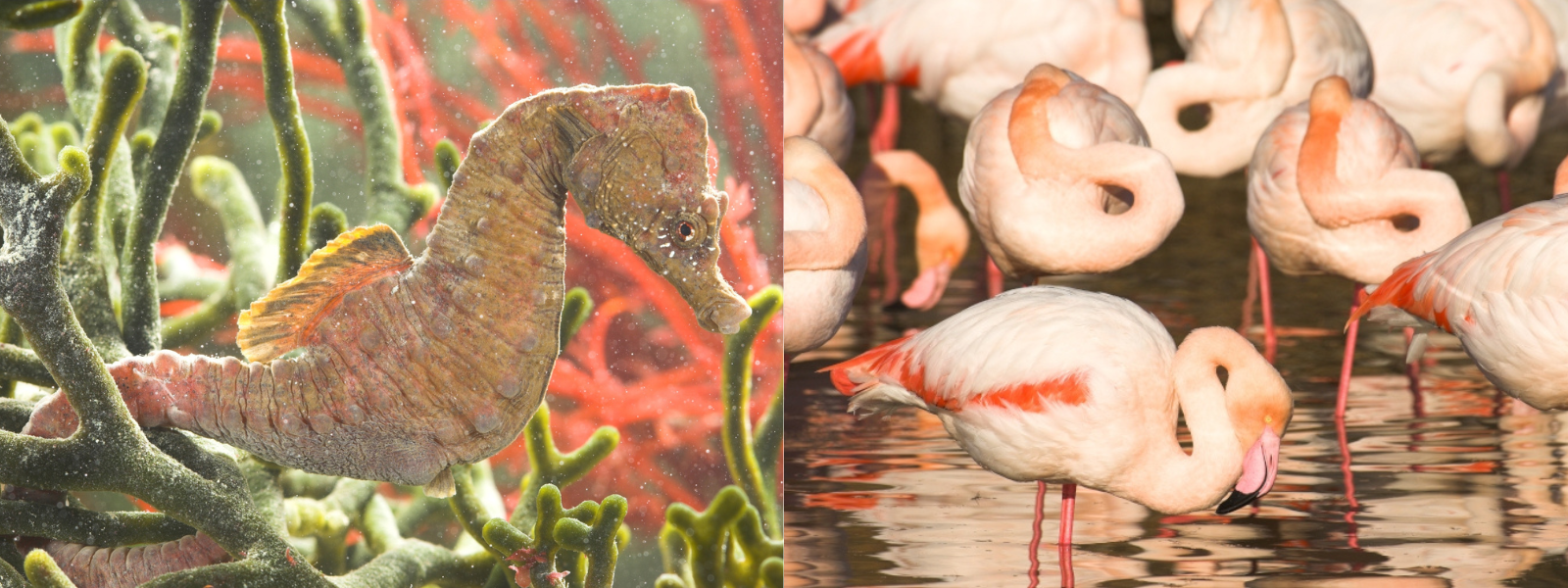 Links: kortsnuitzeepaardje, rechts: flamingo's