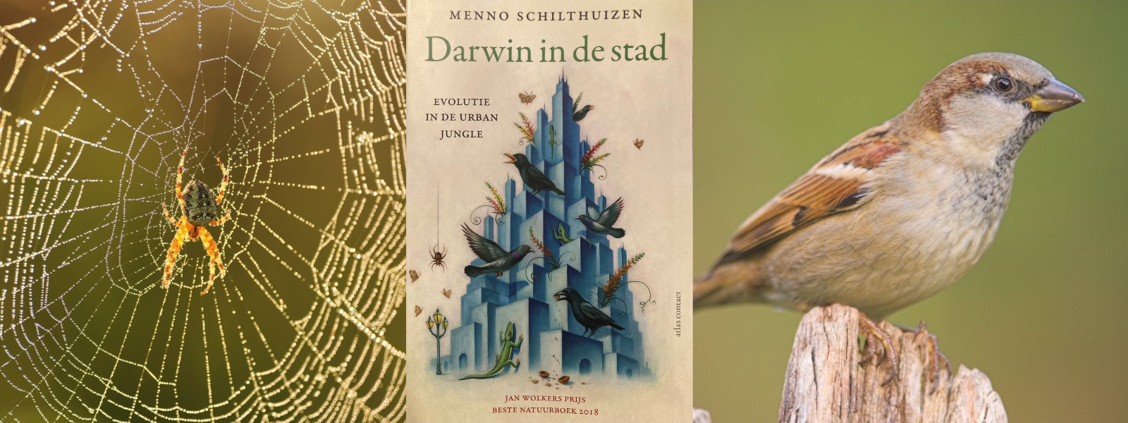 Links: kruisspin in web, midden: 'Darwin in de stad' van Menno Schilthuizen, rechts: huismus