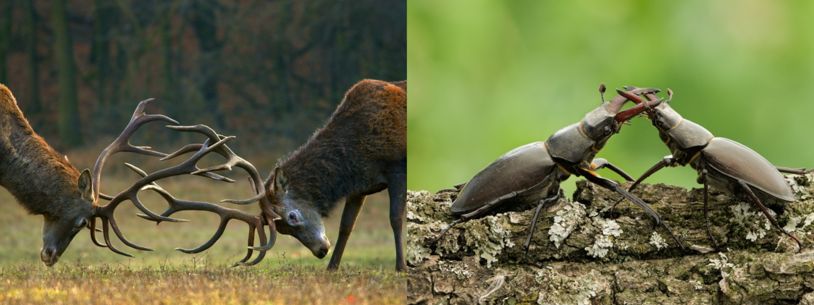 Links: vechtende edelherten, rechts: vechtende vliegend herten