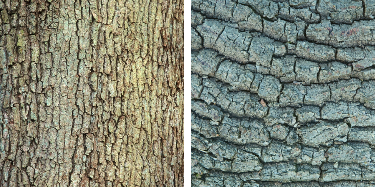 Links: schors van wintereik, rechts: schors van zomereik