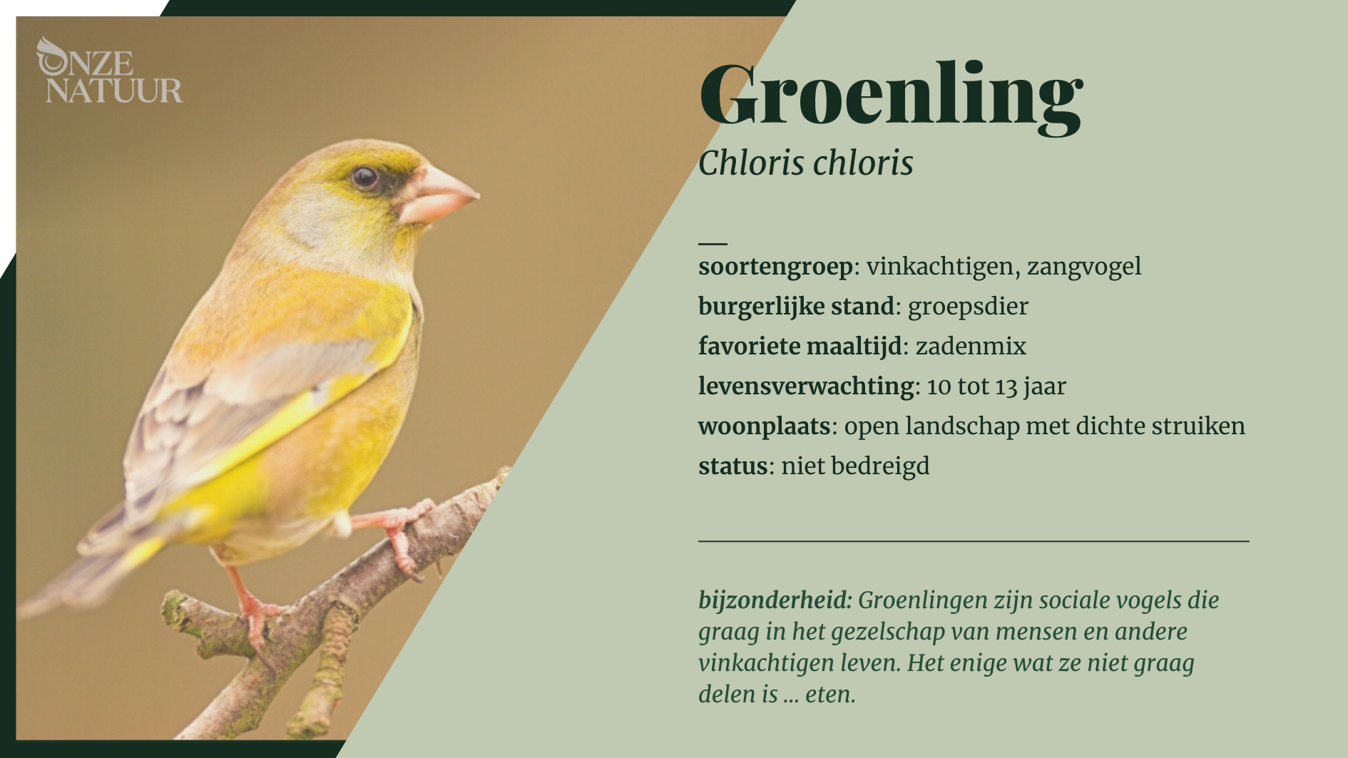 groenling-nl.png
