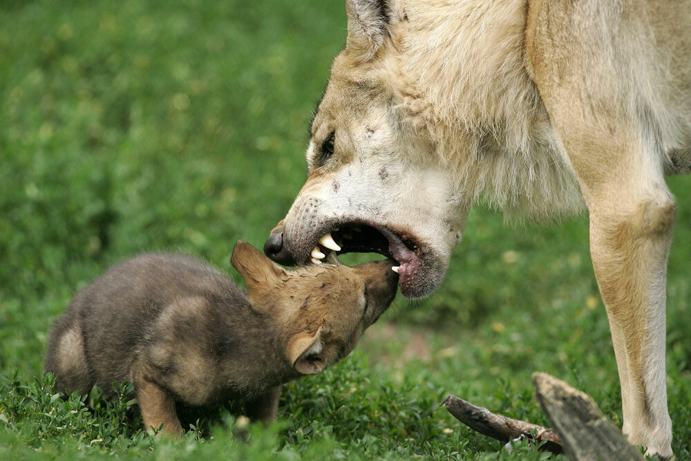 Volwassen wolf braakt voedsel op voor welp