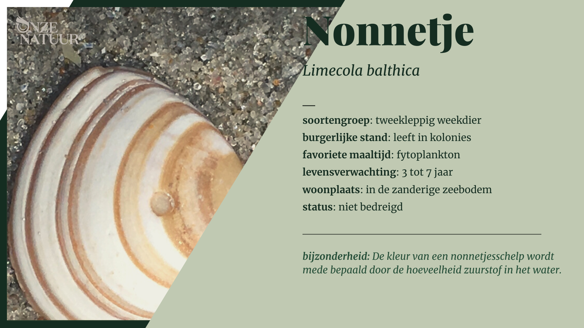 nonnetje-nl.png