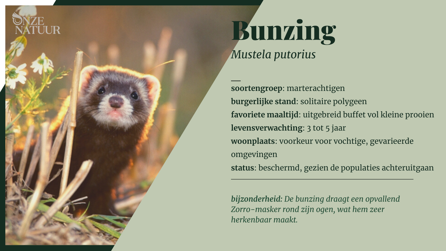 bunzing-nl.png