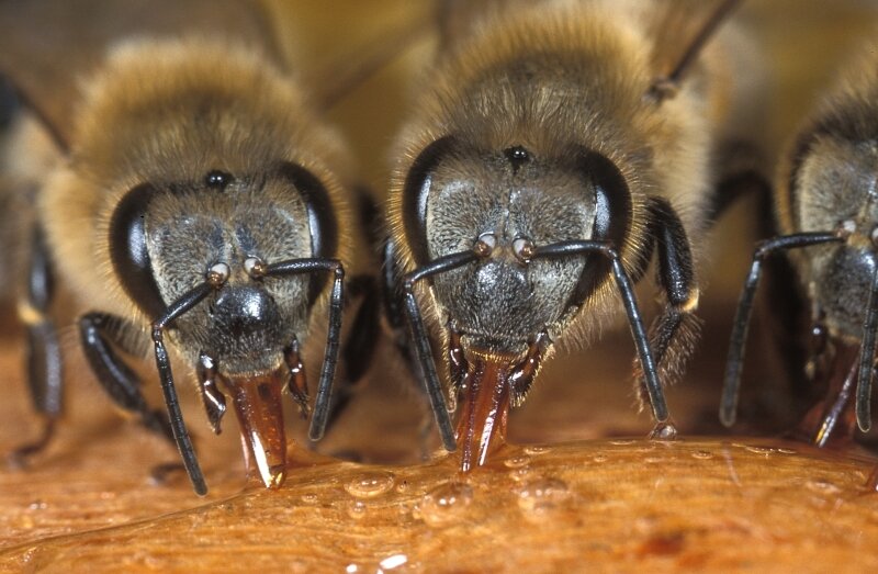honingbijen-rollinverlinde.jpg