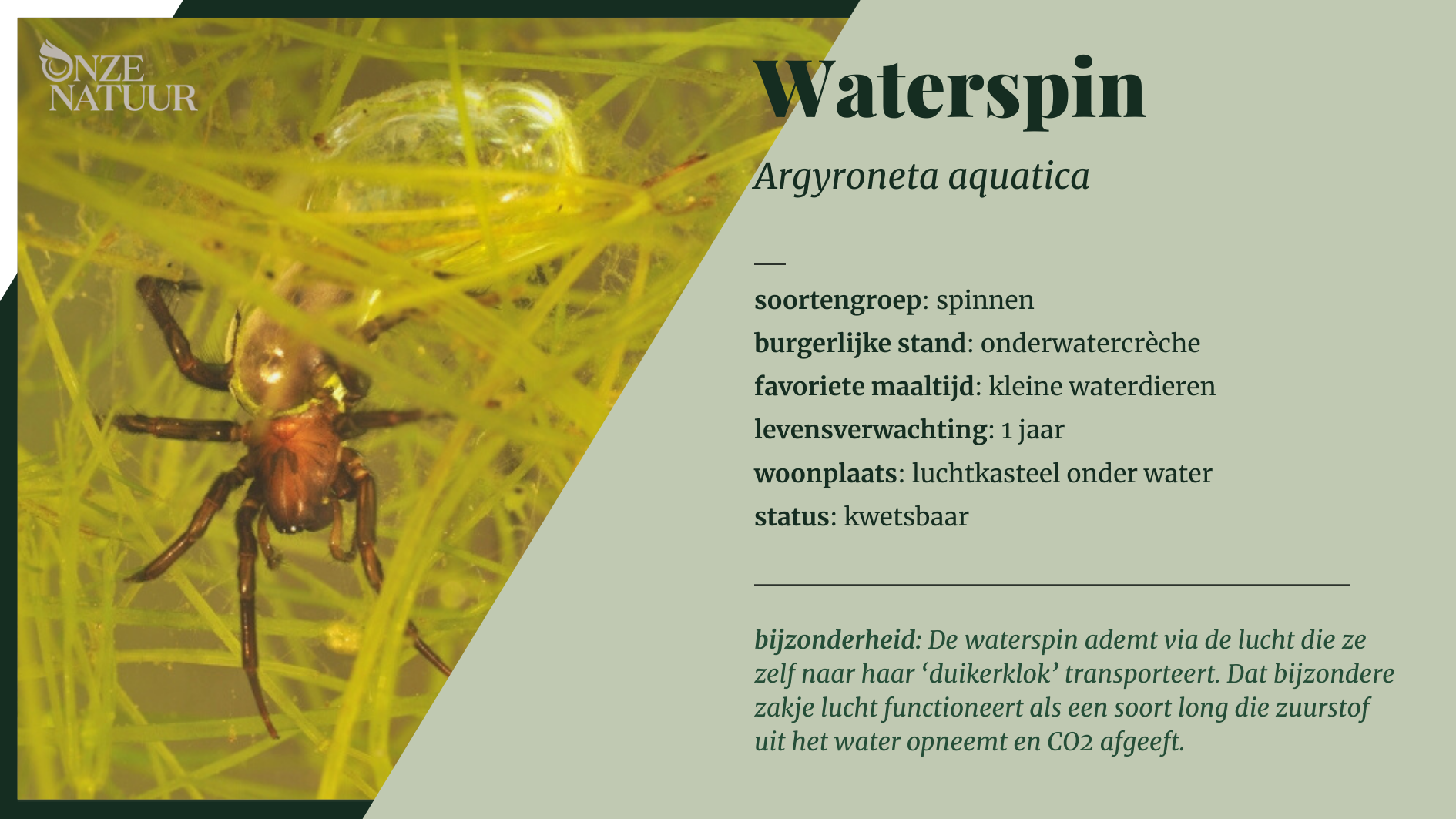 waterspin-nl.png