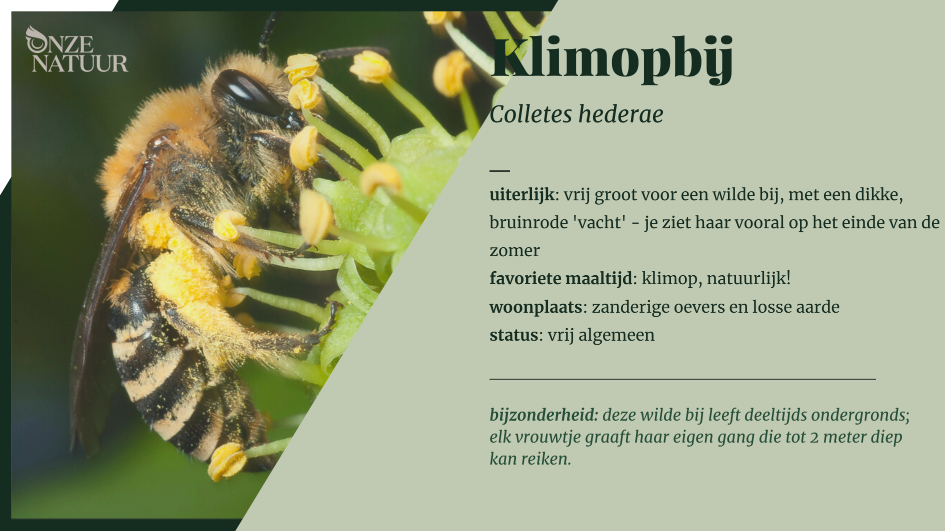 klimopbij-nl.png
