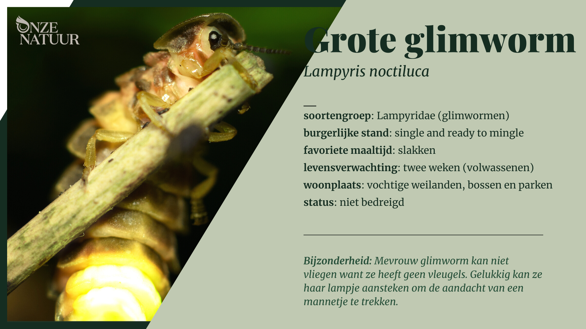 grote glimworm of Lampyris noctiluca