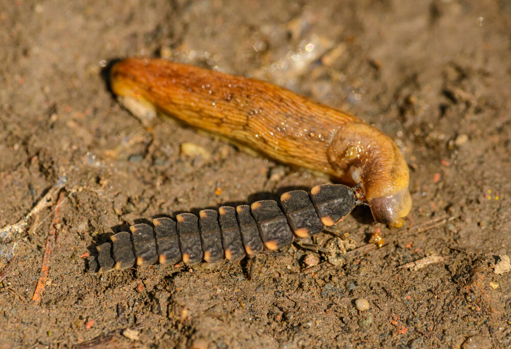 Larve van een grote glimworm eet slak
