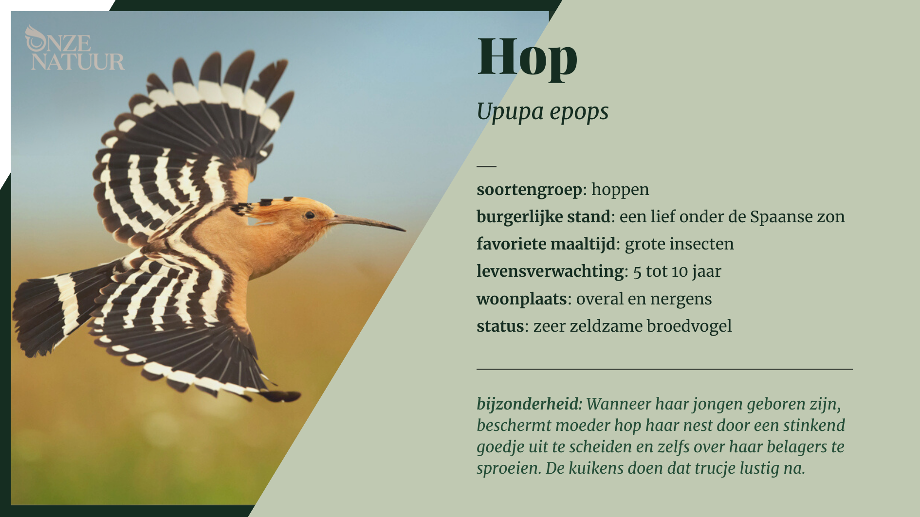 hop-nl.png