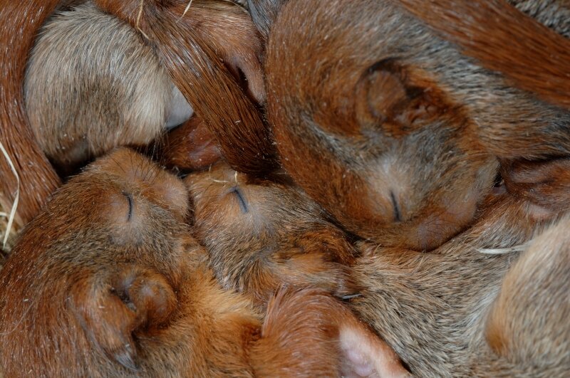 slapende-eekhoornjongen.jpg
