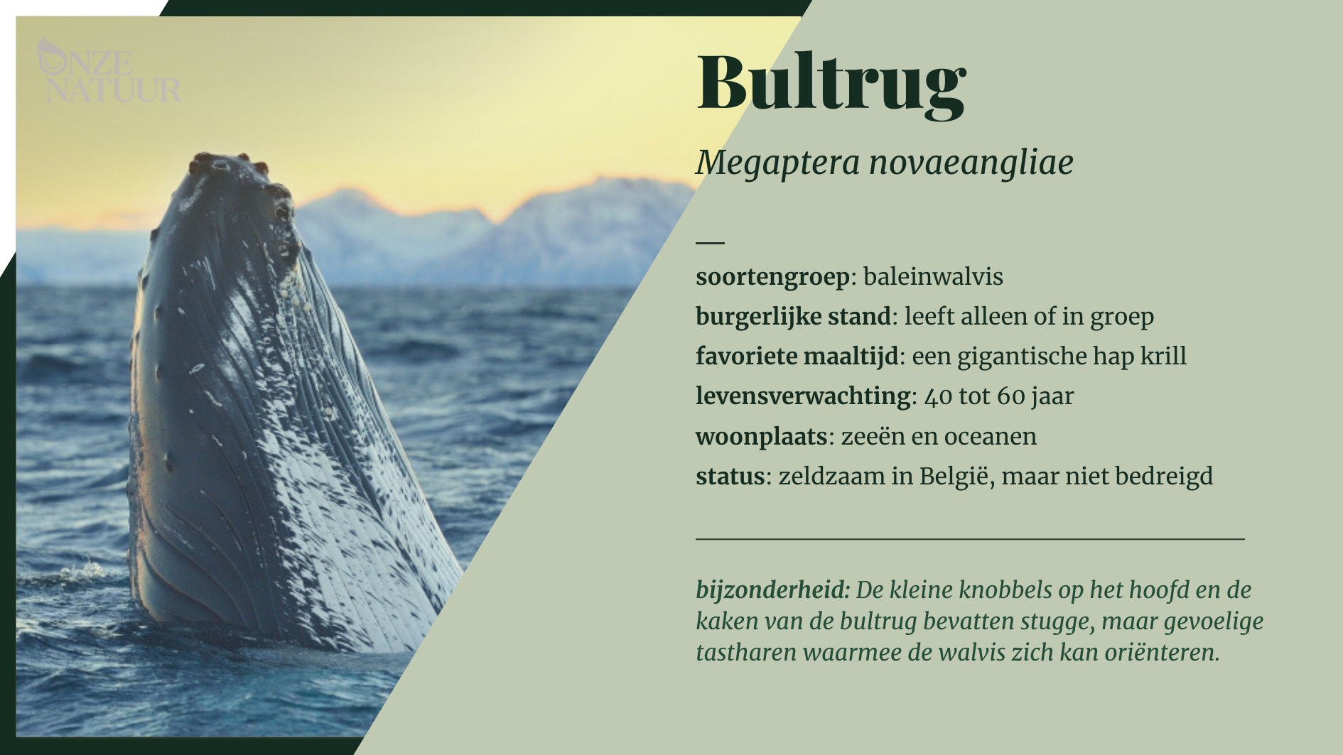 bultrug-nl.png