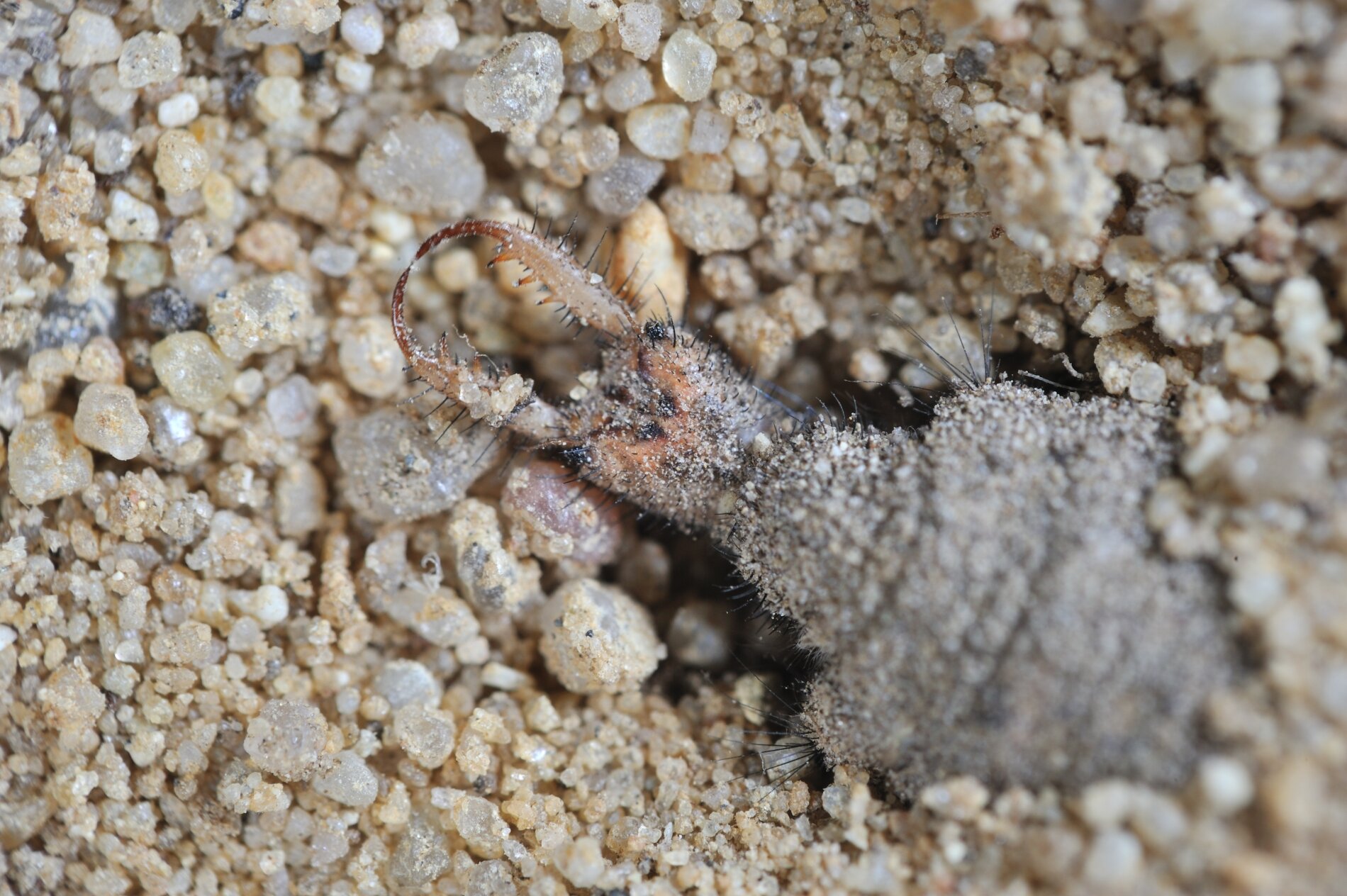 Larve van een mierenleeuw